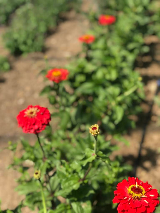 Zinnia Unearthly Reds