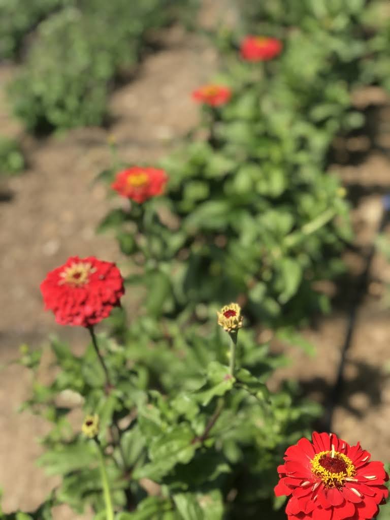 Zinnia Unearthly Reds
