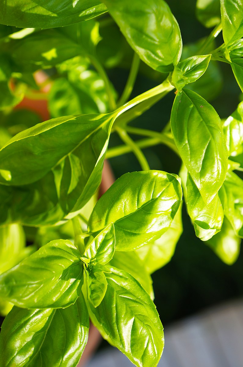 Genovese Basil Methow Valley Seed Collective