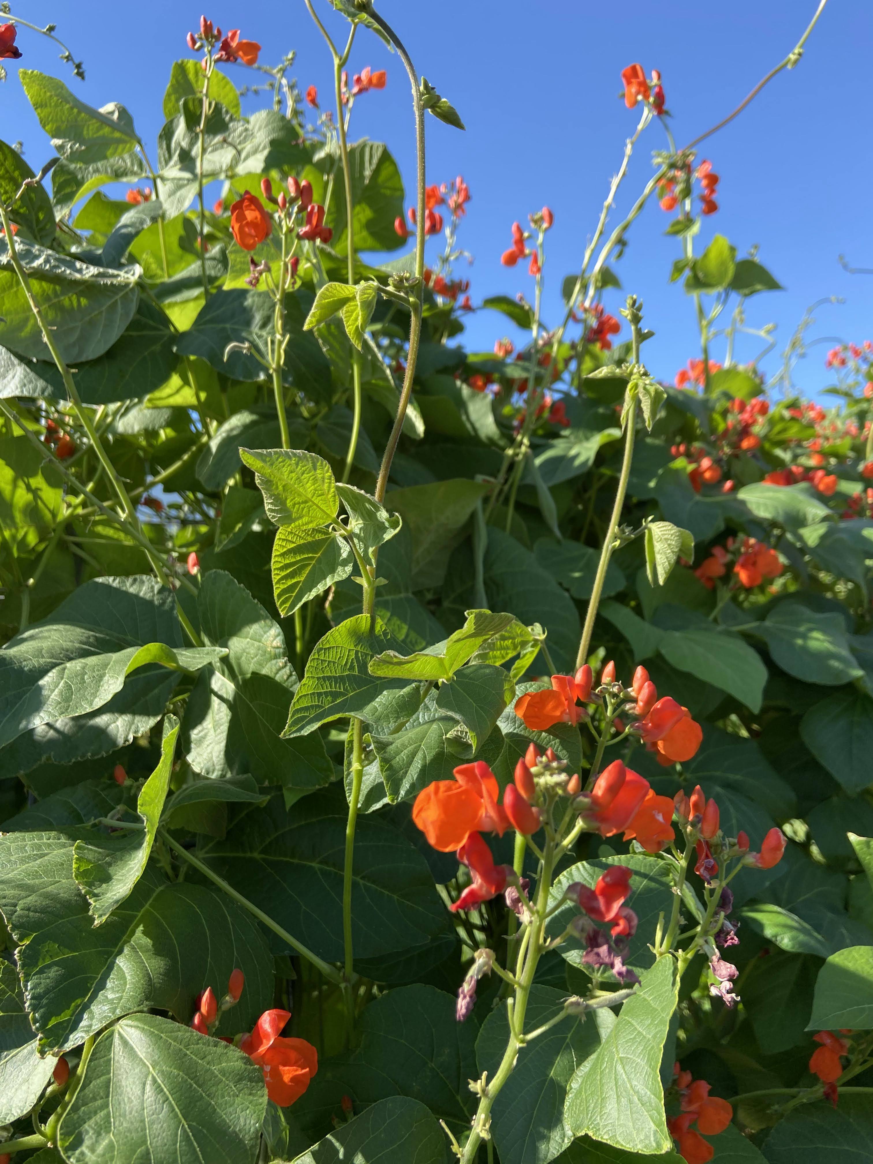 Okklusion Bestået ødemark Scarlet Runner Bean – Methow Valley Seed Collective