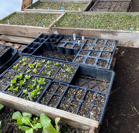 Seeds starting in a Methow Valley Seed Collective farm's greenhouse. This blog post is about companion planting ~ start broccoli, fennel, and cilantro plants at the same time to attract pollinators who will eat aphids.