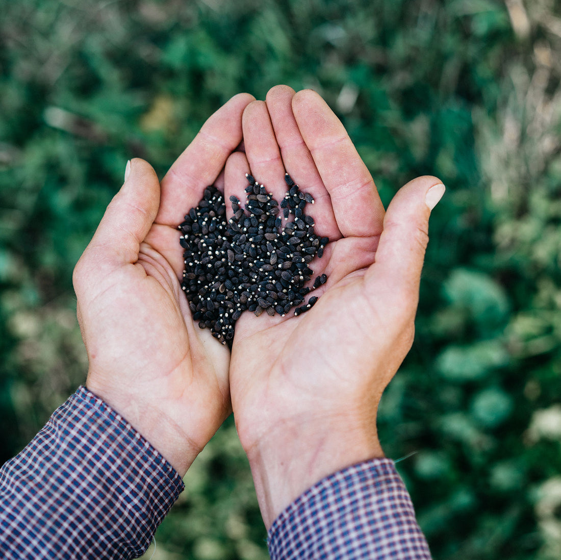 Big Changes at the Methow Valley Seed Collective