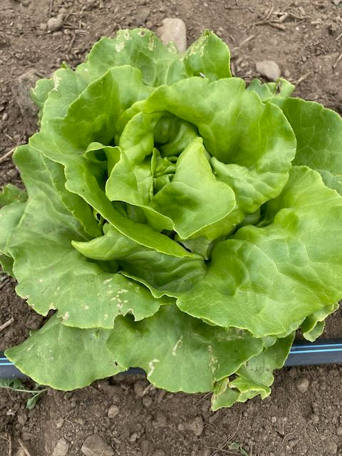 Sylvestra Lettuce