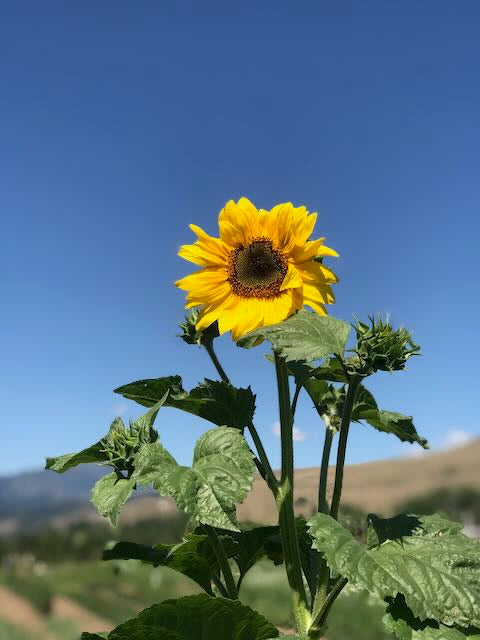 Wild Methow Sunflower Mix