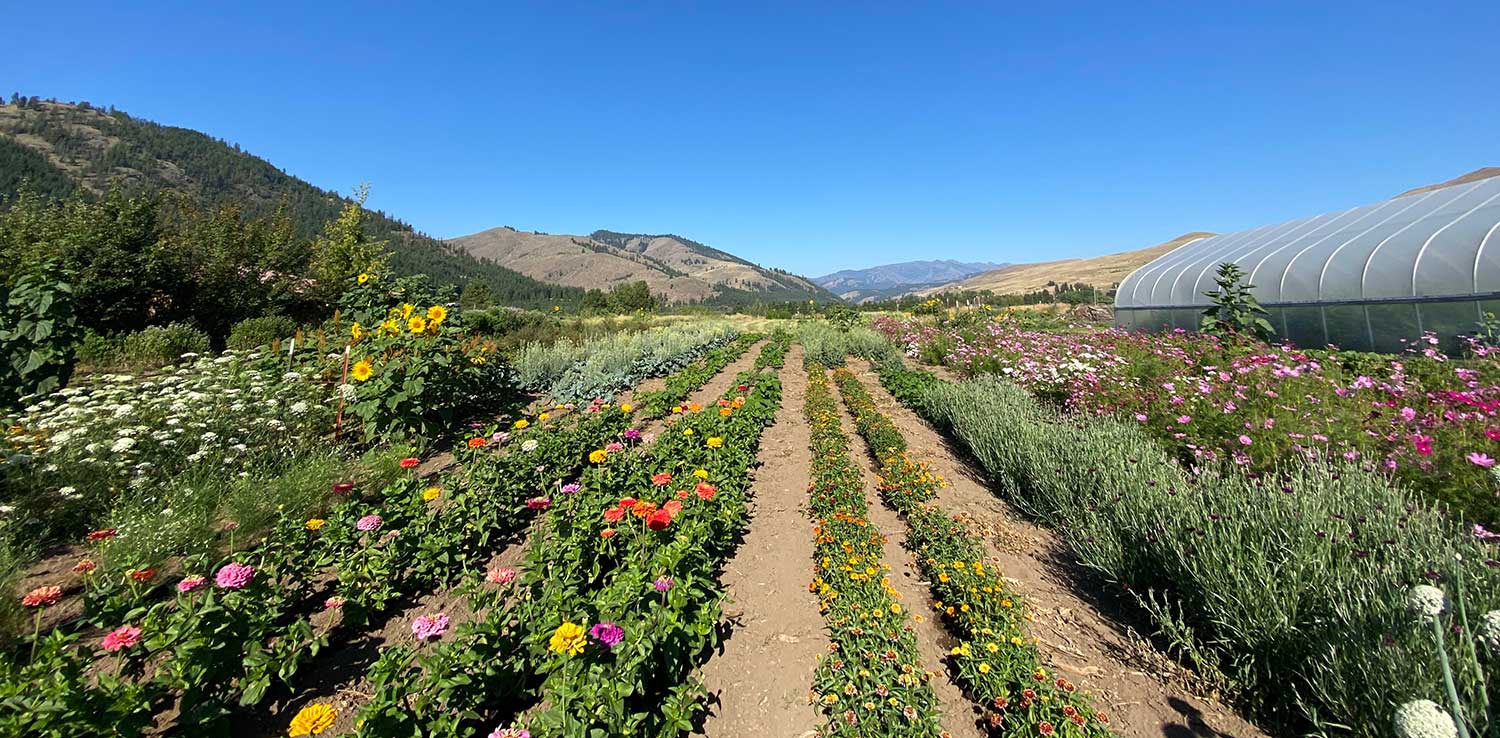 A view of the farm in full summer bloom! 