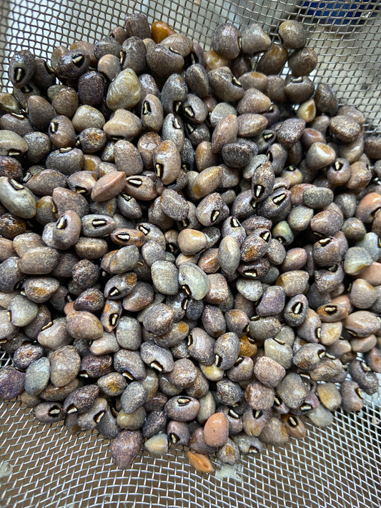 Grey Speckled Palapye Cowpea