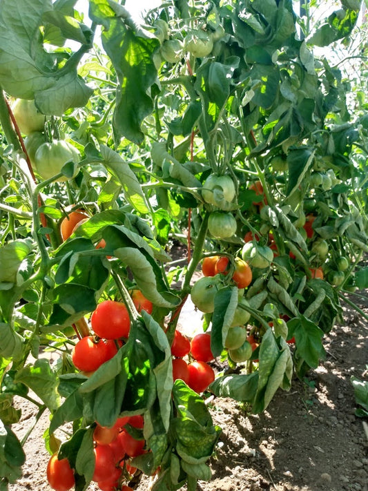Heirloom Tomato Seeds  Landis Valley Associates