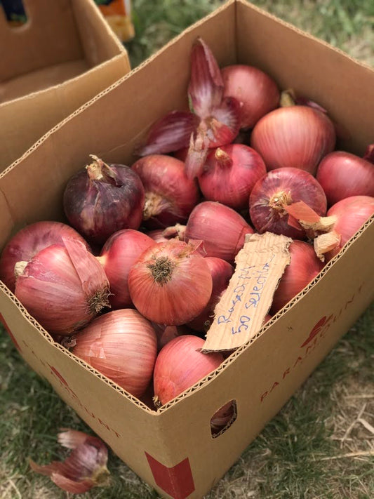 Rossa di Milano Onion
