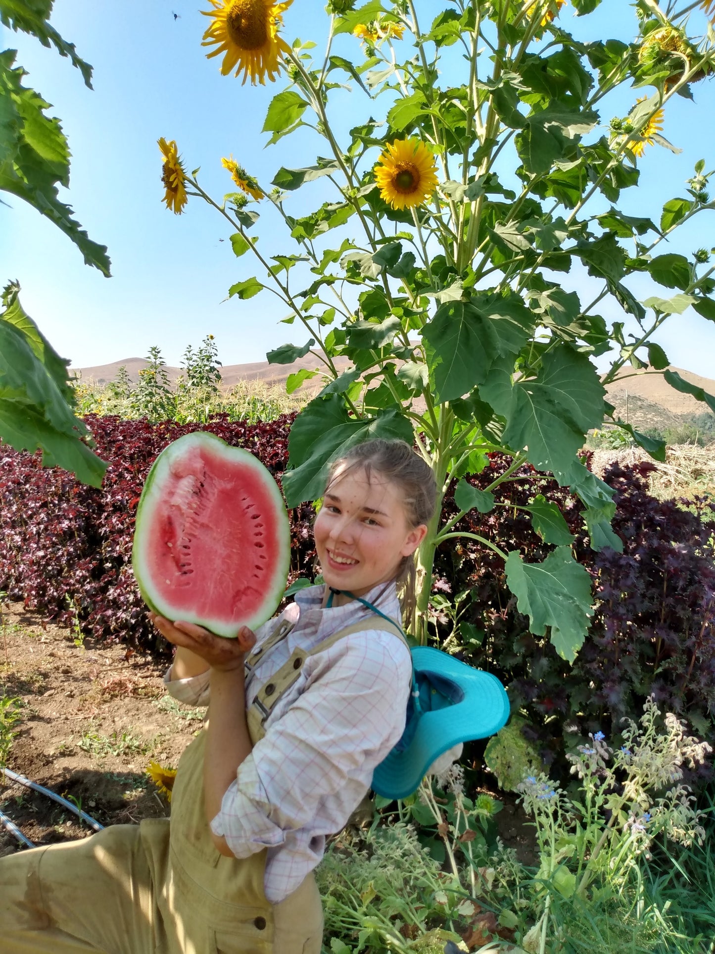 Sweet Dakota Rose Watermelon