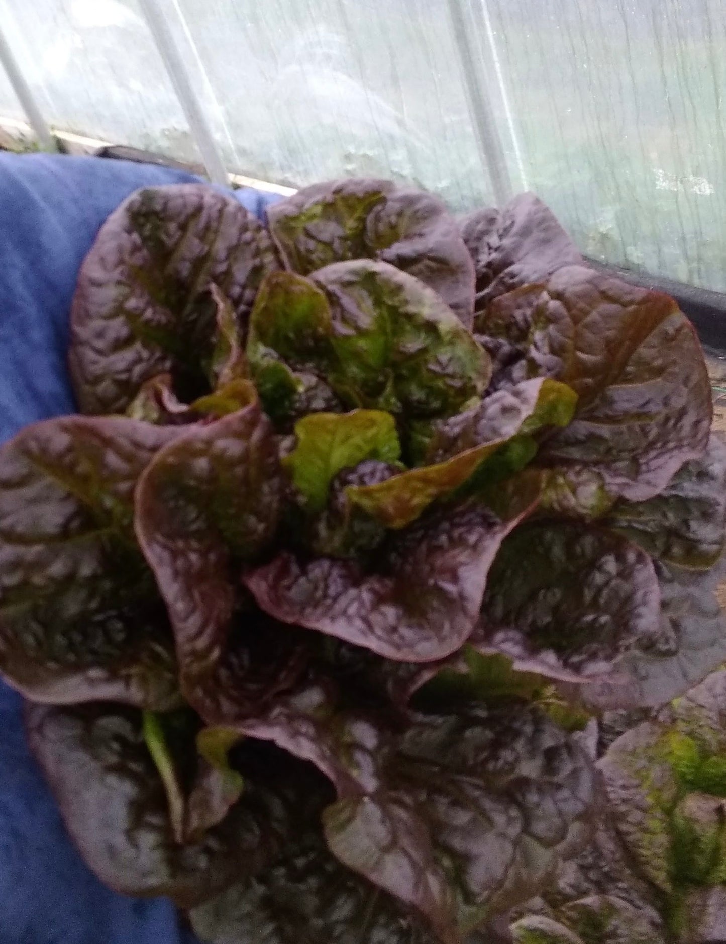 Red Romaine Lettuce