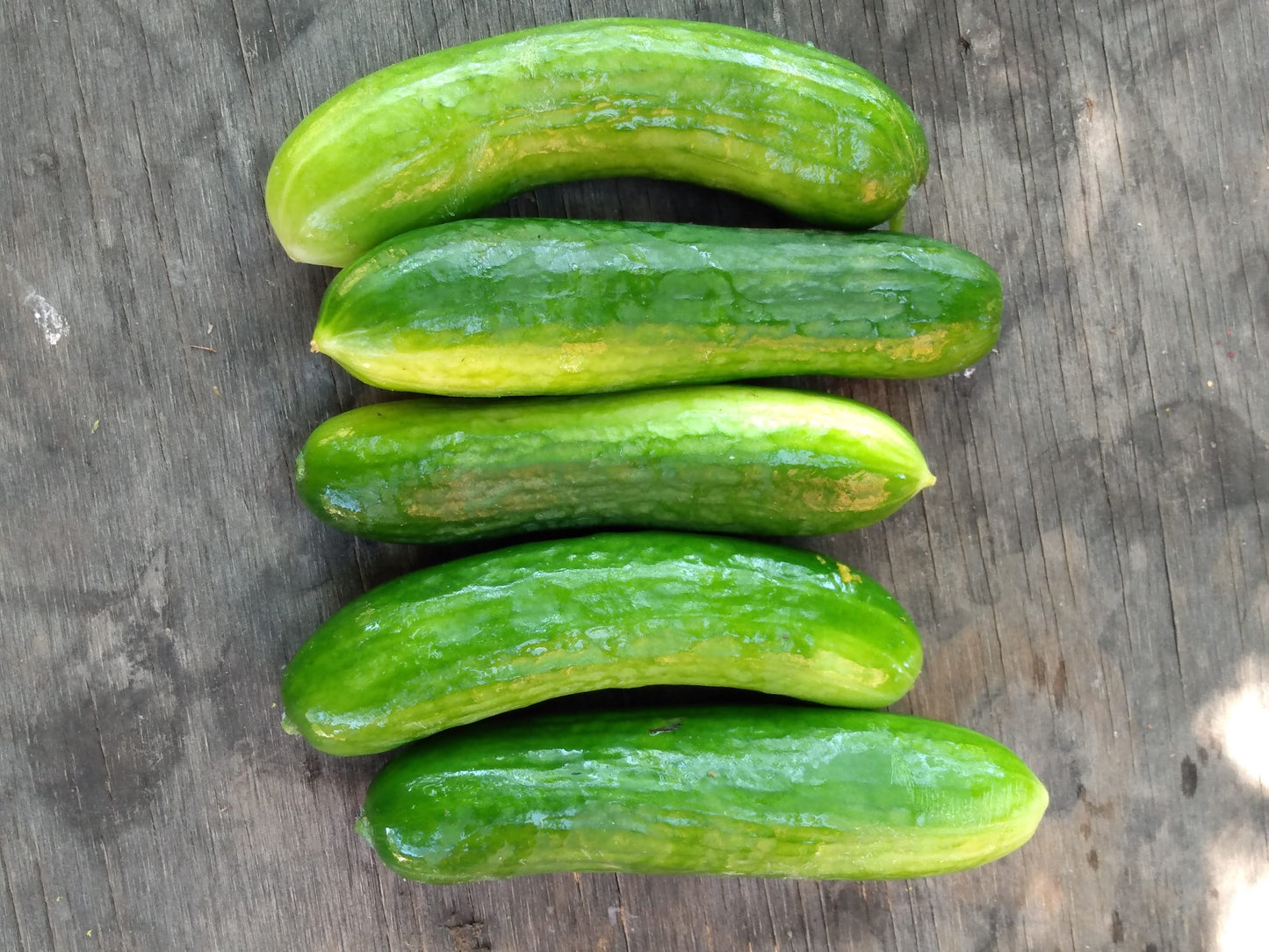 Super Zagross Cucumber