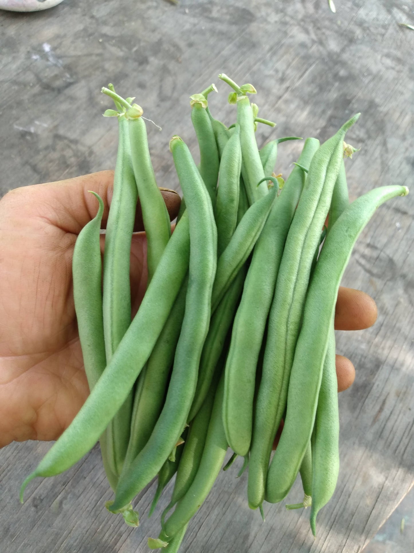 EZ Pick Bush Green Bean