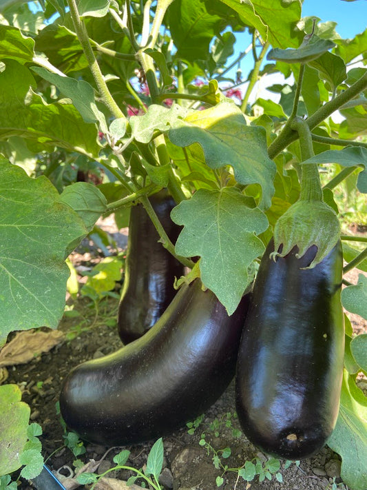 Black Beauty Eggplant