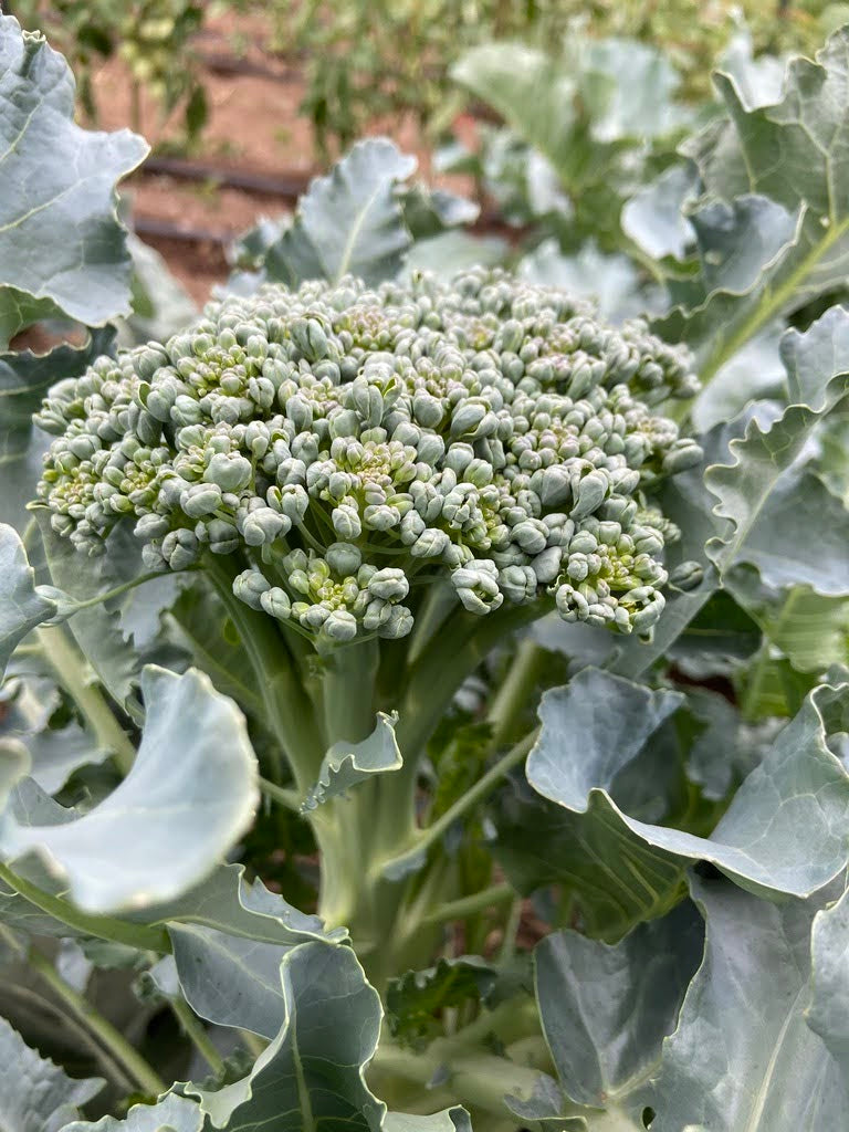 Broccoli Di Ciccio