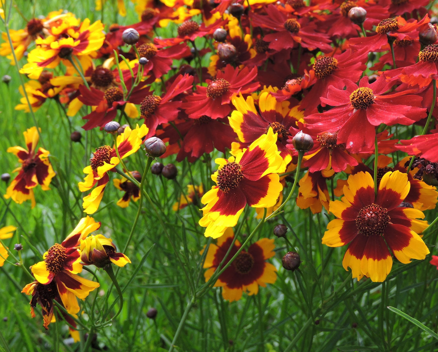 Coreopsis, Dyer's Mix