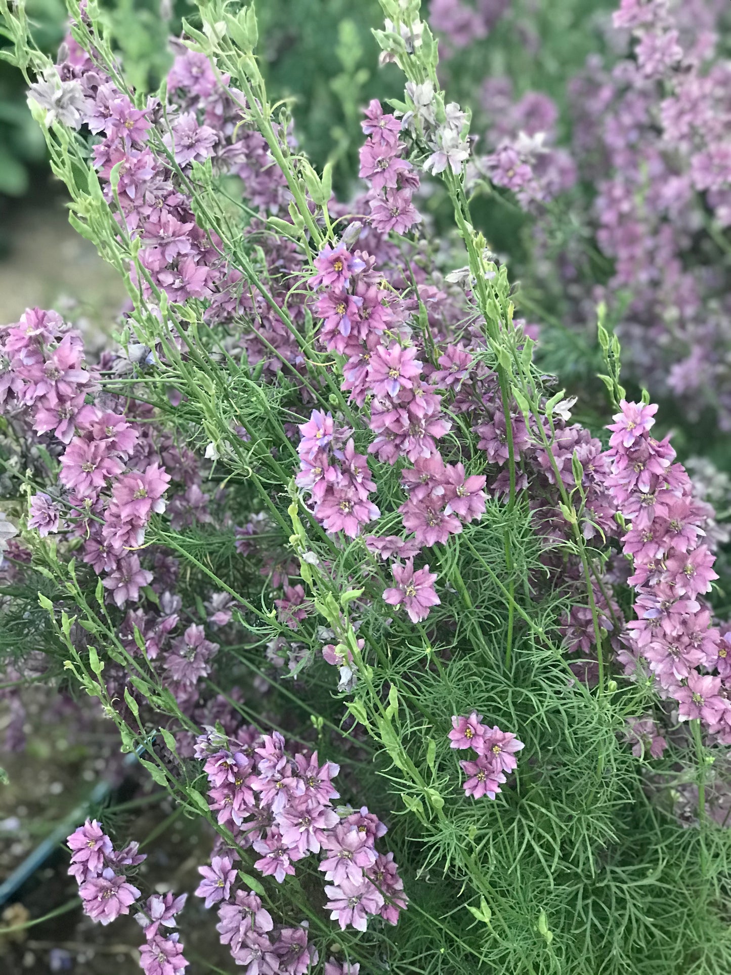 Earl Grey Larkspur