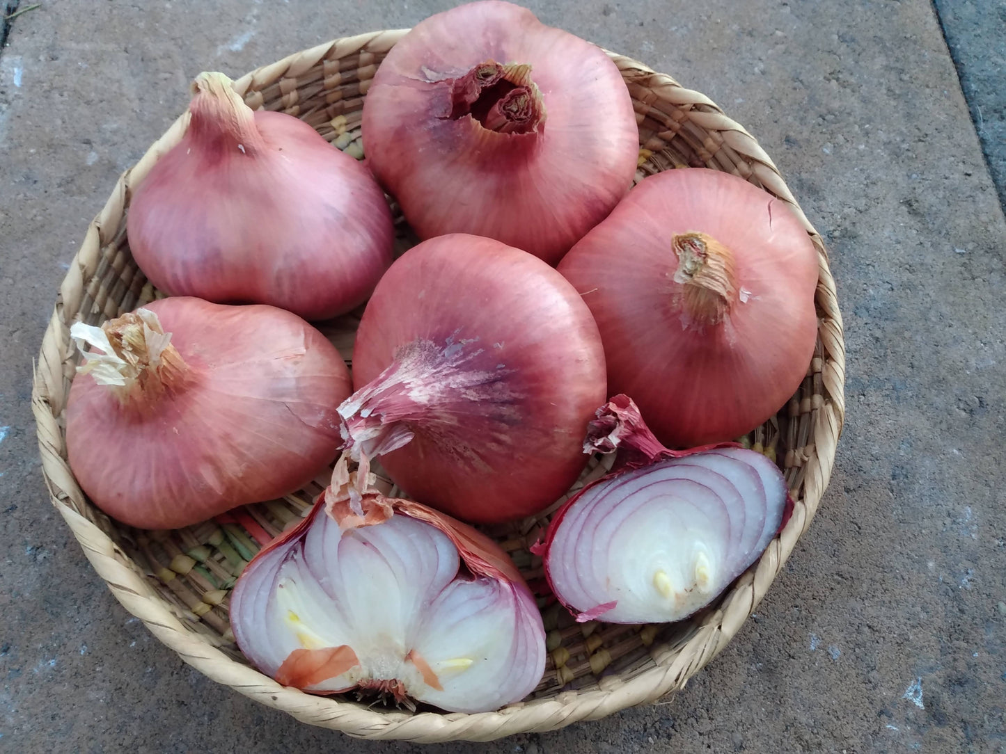 Ed's Red Shallot