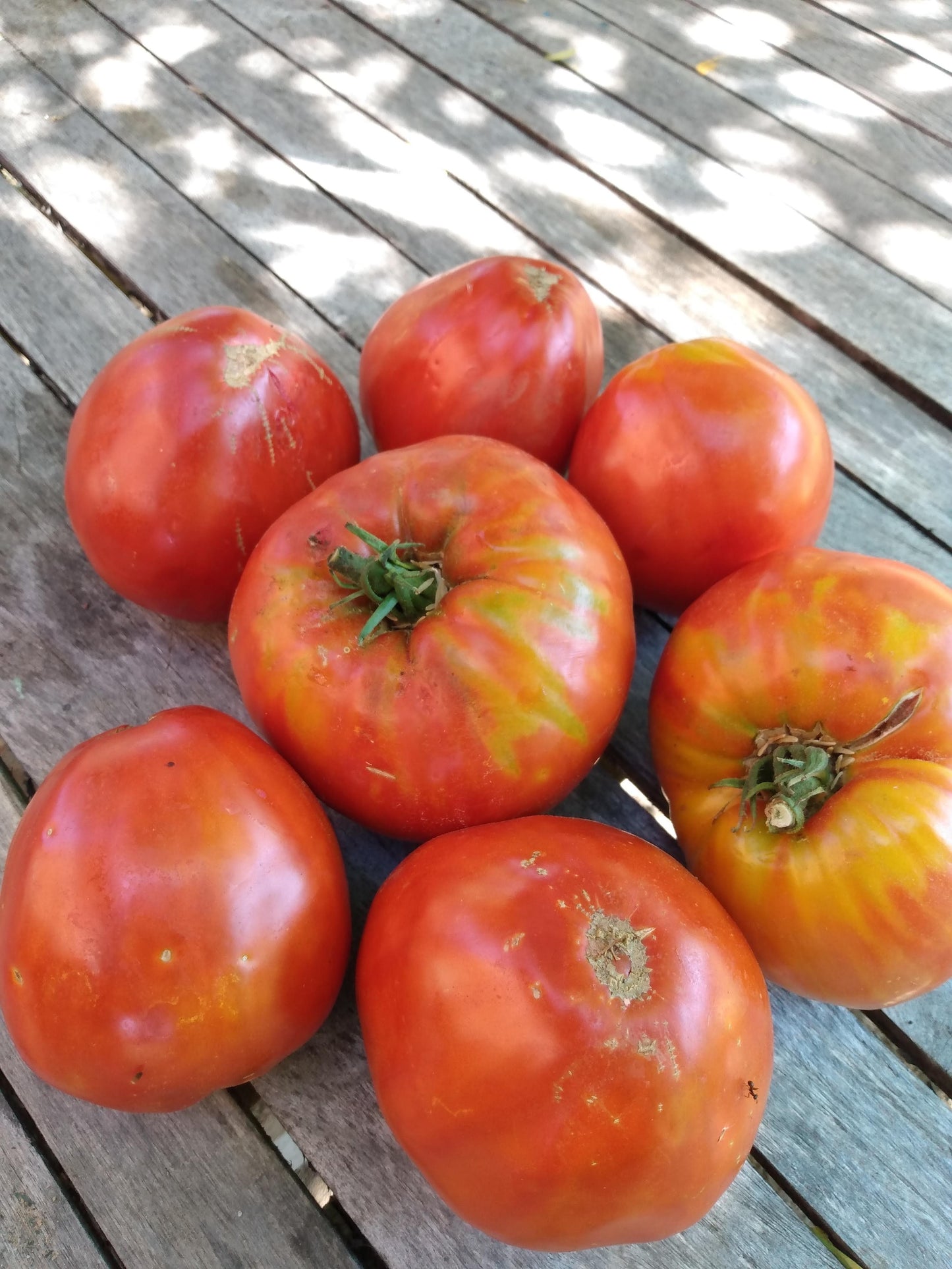Italian Heirloom Tomato
